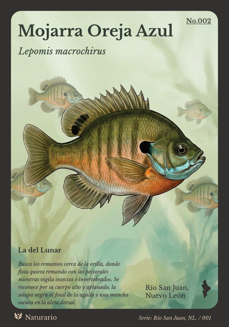 Tarjeta No.002 Mojarra Oreja Azul