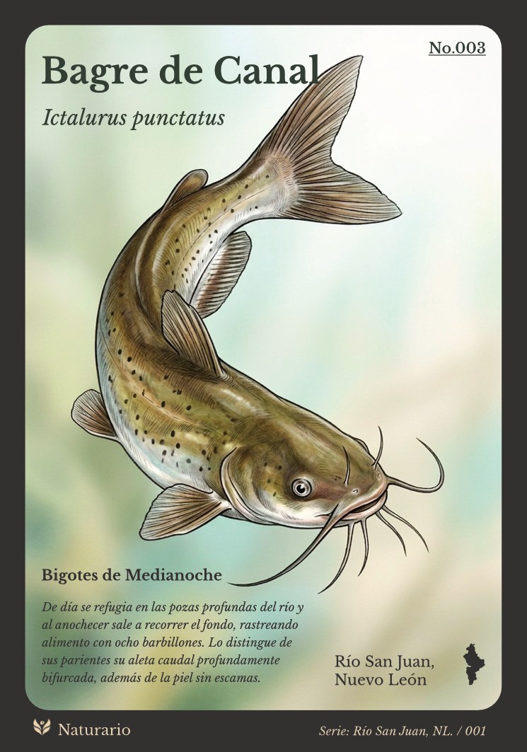Tarjeta No.003 Bagre de Canal