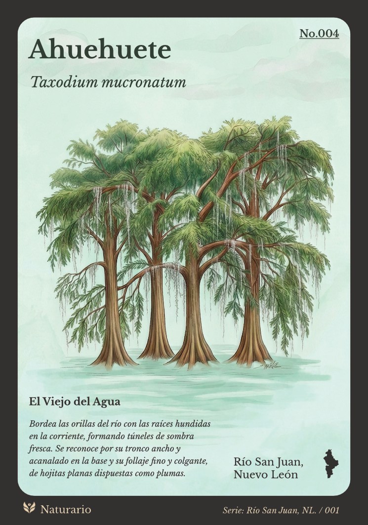 Tarjeta No.004 Ahuehuete