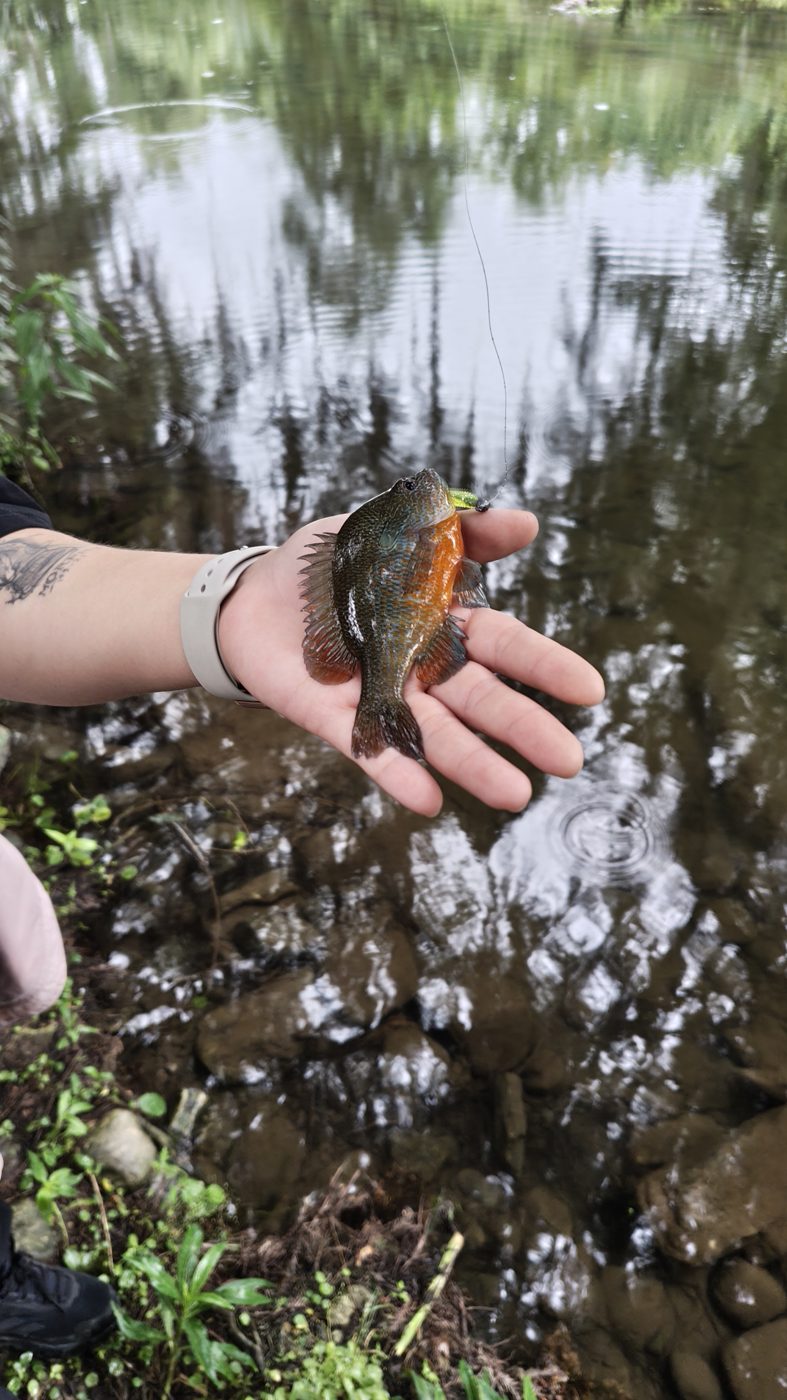La mojarra en la mano, en el río