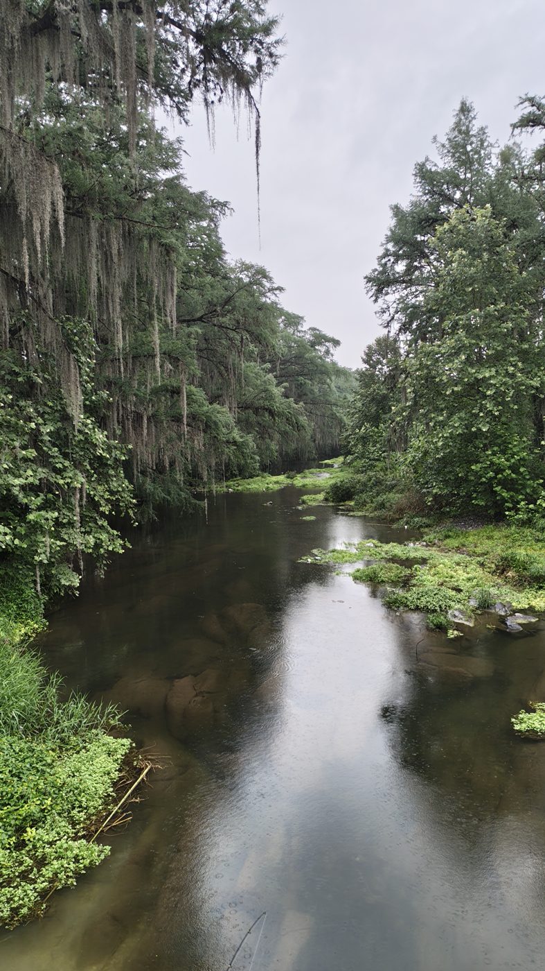 Los ahuehuetes sobre el río