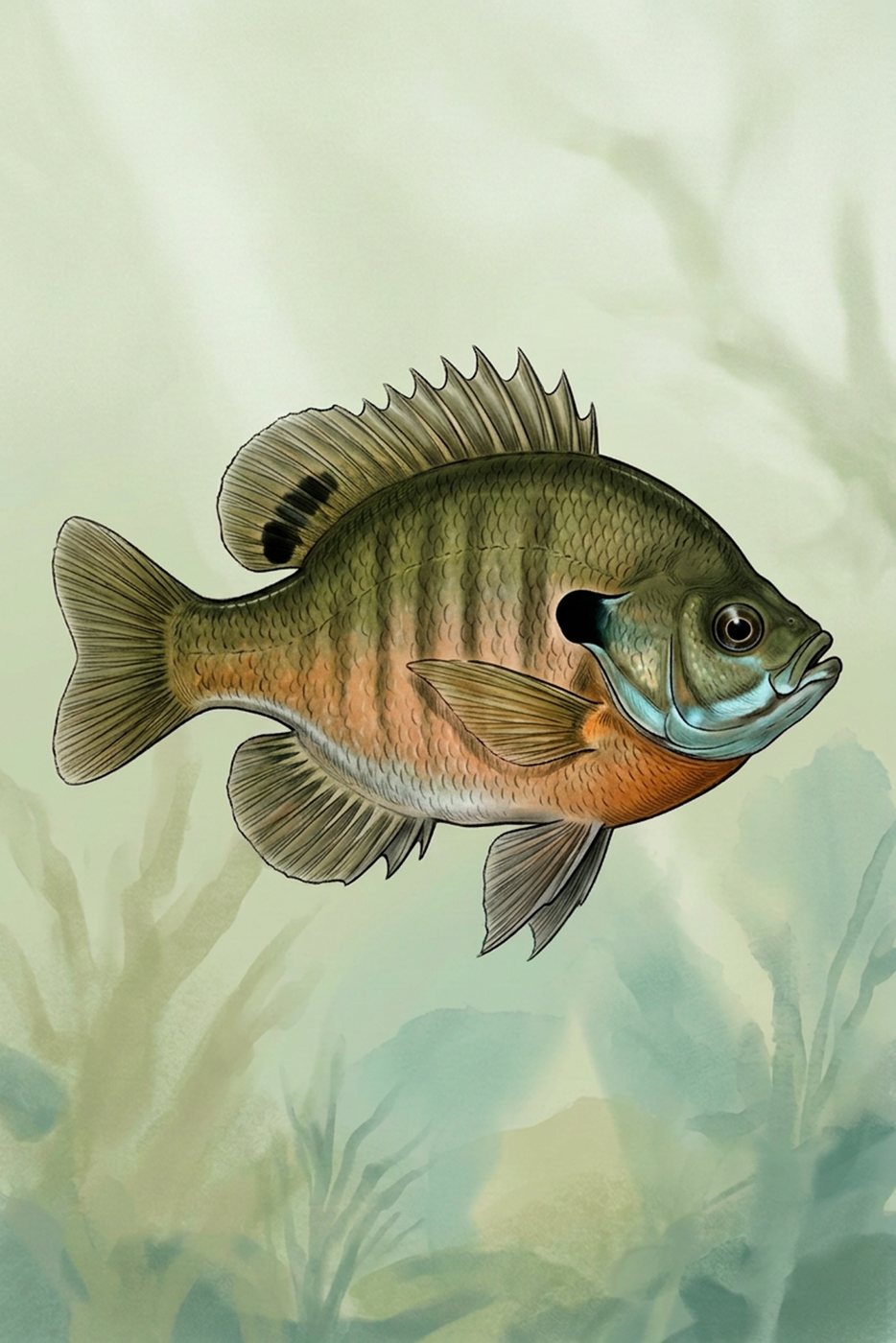 Ilustración de la mojarra oreja azul