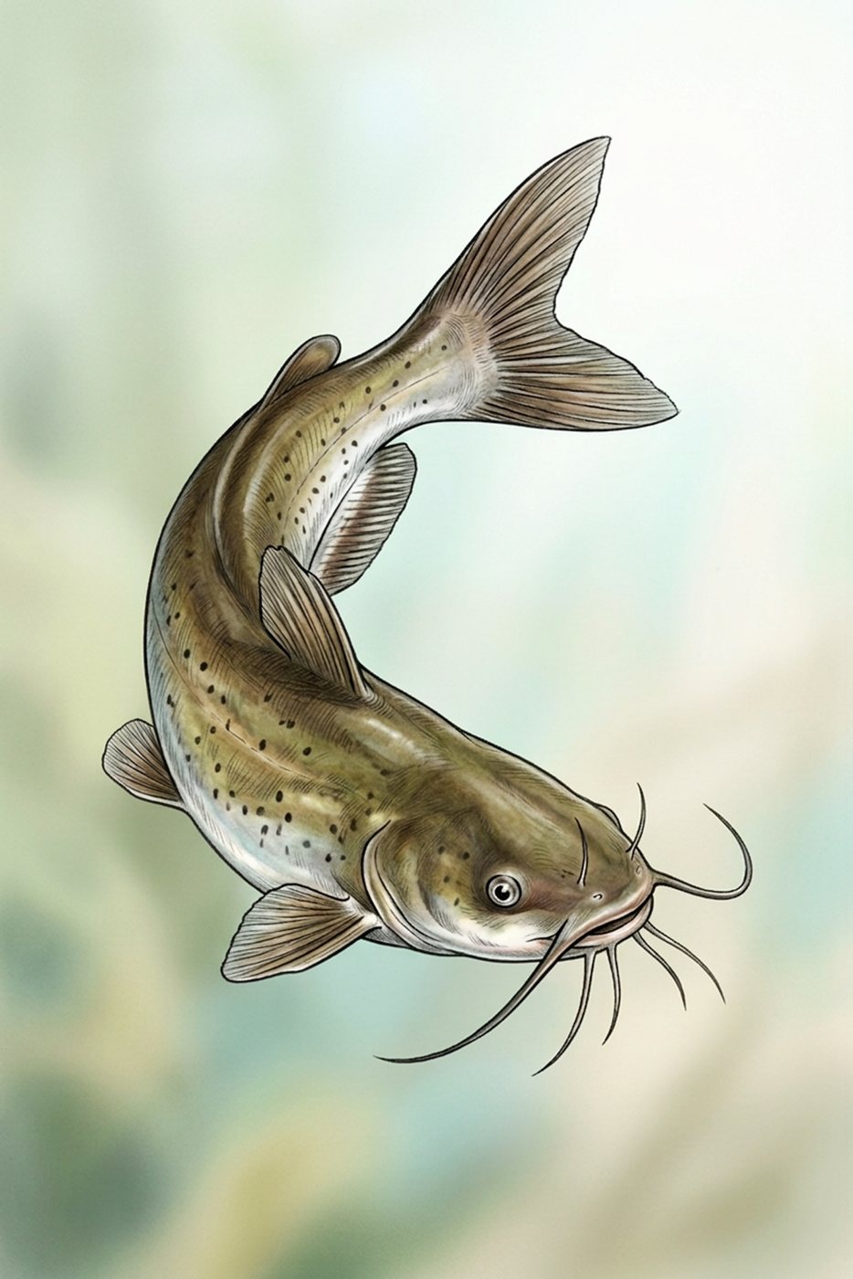 Ilustración de Bagre de Canal